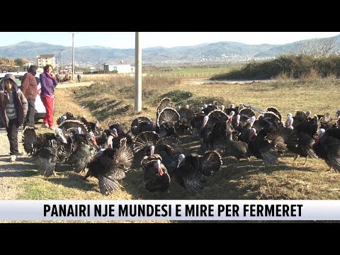 Video: Pse napë në gjelin e detit?