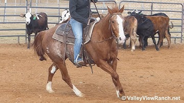 Ima Aristocat***For info, price, etc., go to our website*** ValleyViewRanch.net