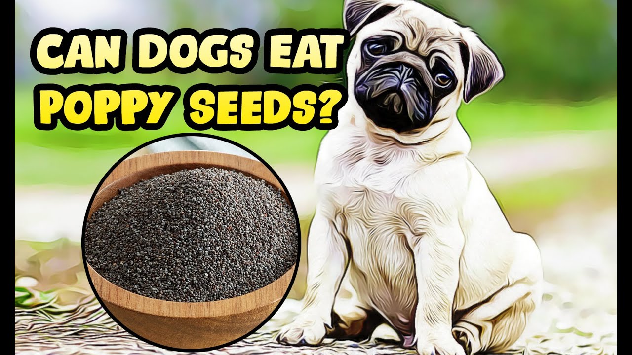 Can Cats And Dogs Have Poppy Seeds?