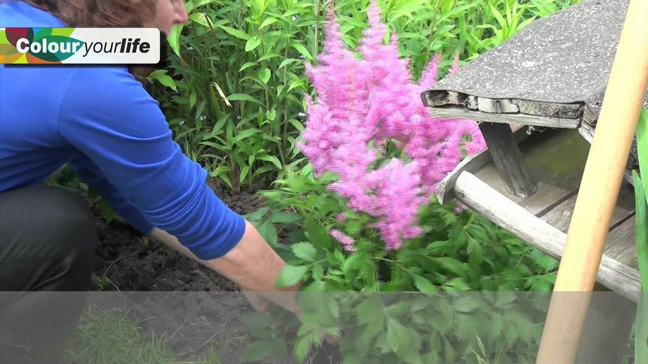 How to Divide Astilbe pics picture How to Divide Astilbe
