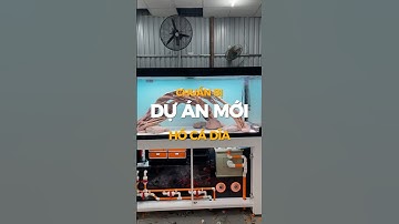 Hồ Cá Dĩa | Hồ Cá Công Nghệ | Hoàn thiện Hồ trước khi bàn giao.