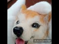 羊毛フェルト犬・オーダーわんこ・ミックス犬・制作動画です