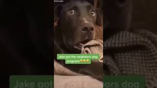 oh shit😂 #shorts #youtubeshorts #dog #animal #meme #trending #cat #cute #funny #memes #tiktok #trend