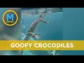 Video reveals how goofy crocodiles look underwater | Your Morning