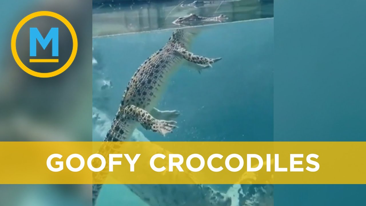 Video Reveals How Goofy Crocodiles Look Underwater | Your Morning