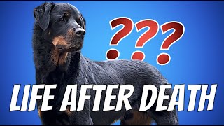 A Rescue Rottweiler: Life After Death... Sentence