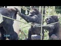 Huge Silverback Gorilla Wants To Play With His Kids | Shabani | Higashiyama Zoo