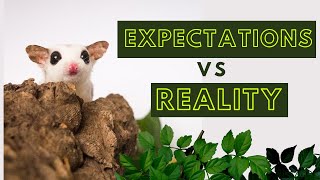 Expectations vs Reality | Sugar Gliders as Pets