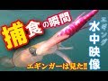 【水中動画】アオリイカがエギにフッキングするまで～