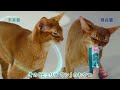 「ピュリナ ワン」健康免疫サポートおやつ 15秒Ver.