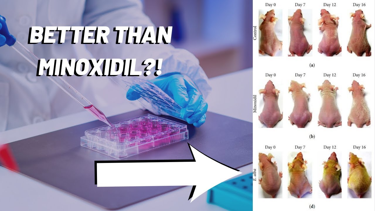 Can Eclipta Alba Help with Hair Loss? A Scientific Review