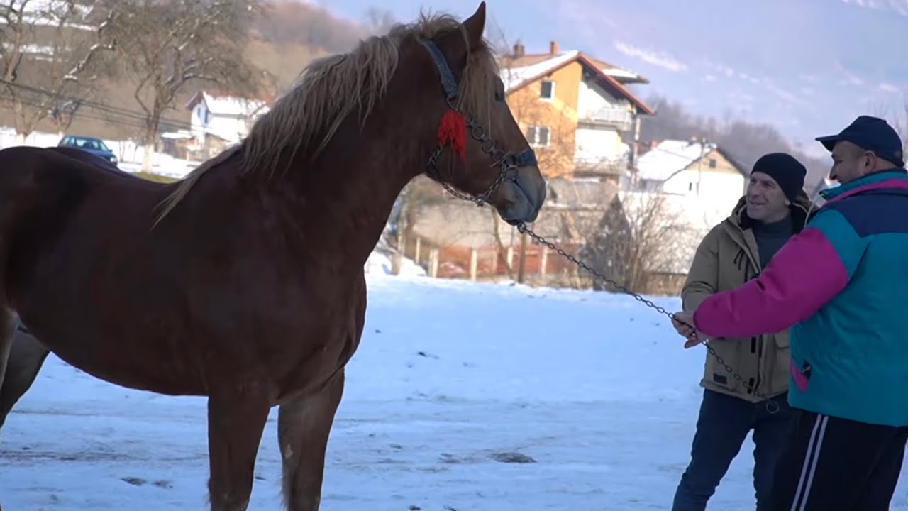 ŽDRIJEBE DO SAD NEVIDJENO U BOSNI  NAJMLADJE  ALI NAJVEĆE