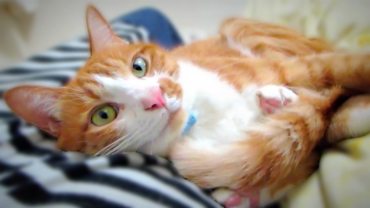 猫カフェ 横浜 『添い寝しようよ〜 ! 』しっぽで飼い主を誘う ☆ 茶トラ猫｢マック｣-The orange tabby cat which tempts an owner to sleep together.