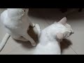 Khao manee cat lovers の動画、YouTube動画。