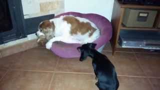 Cavalier king charles vs teckel dachshund