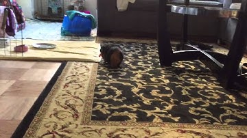 Guinea pig Bella runs with the carrot