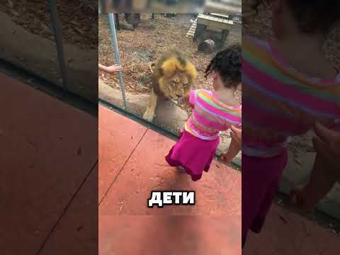 Никогда не поворачивайся спиной к диким кошкам! 🦁🙀🐯😱 #животные