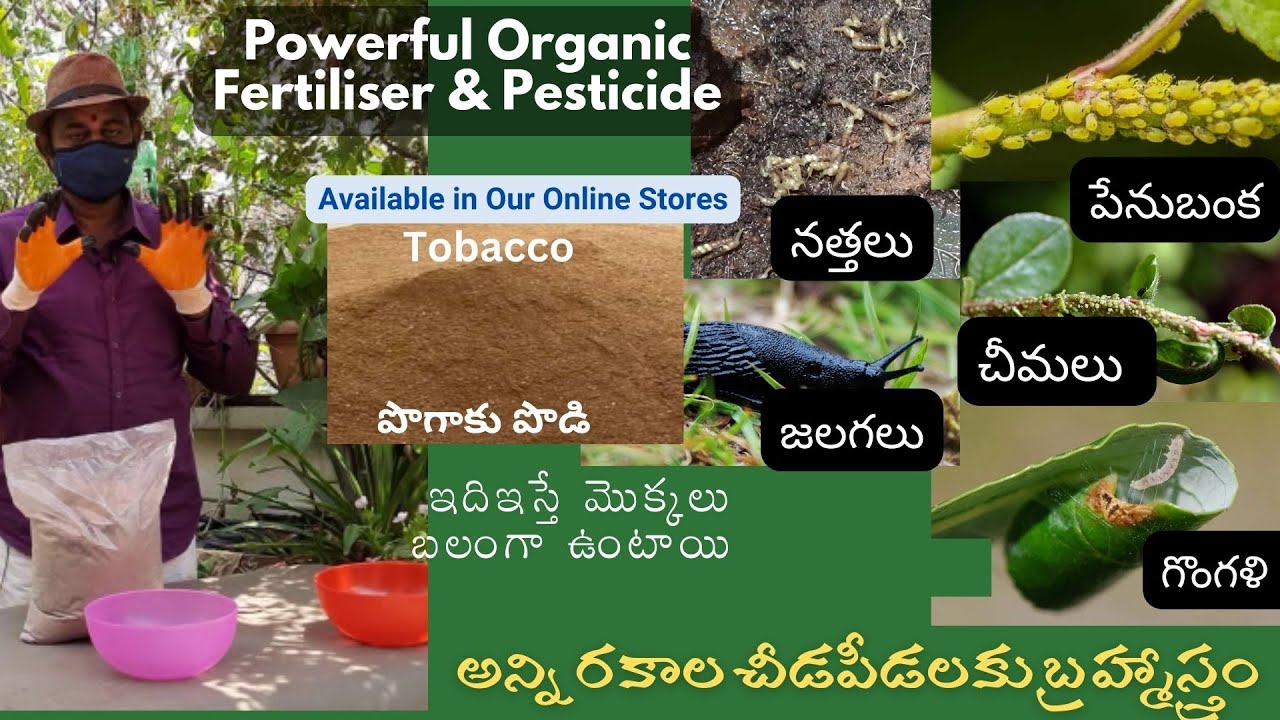 చీడపీడలకు పొగాకు పొడి ఎలా వాడాలి | Best Pesticide and Fertilizer | Tobacco Powder