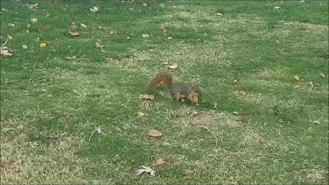 Squirrel hiding acorn