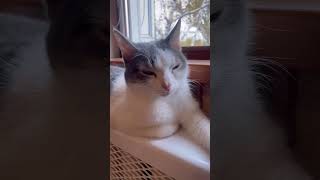 Кто колбасу спер 😆 #cat #кот #видосыоткота #юмор #позитив #домашниеживотные #веселыекоты #котики