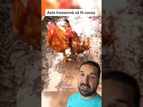 Video: Cum să fii cocos (cu imagini)