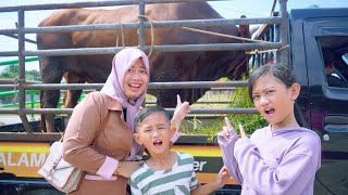 Download Lagu BAWA PULANG SAPI QURBAN BESAR KE RUMAH 😱 NAIK MOBIL LOSBAK MP3 Download Lagu BAWA PULANG SAPI QURBAN BESAR KE RUMAH 😱 NAIK MOBIL LOSBAK MP3
