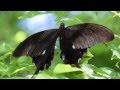モンキアゲハ：半田山植物園 の動画、YouTube動画。