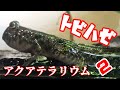 【アクアリウム/熱帯魚水槽】トビハゼが餌を食べるところを見たい in アクアテラリウム/5種類のハゼ水槽後編/何をお召し上がりになりますかってことで4種類のオードブル盛合わせ/寝る時は3匹並んで仲良し