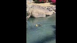 Brave Little Ducklings Jumping Off A Rock