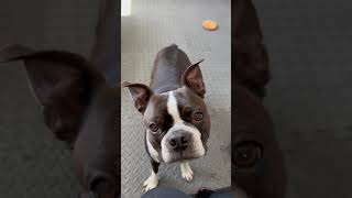 Dog talks and WHINES to get his way AGAIN!!! bark bark nom nom , boston terrier