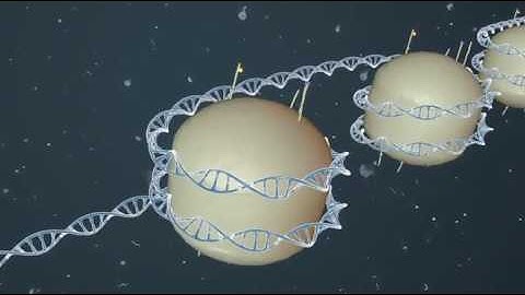 Basic Primer in Epigenetics