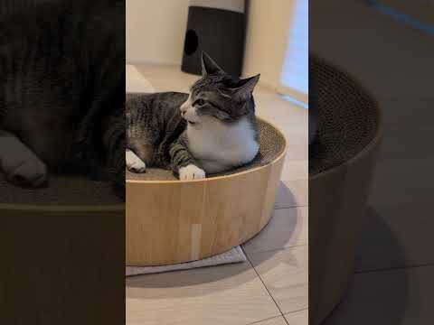 丸い爪研ぎとキジ猫😺 - Cats in a scratching board - #shorts #cat