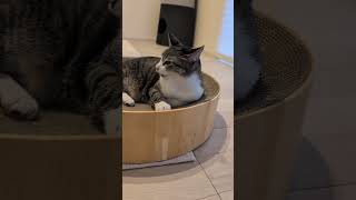 丸い爪研ぎとキジ猫