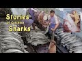 Stories of catching sharks