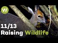Cheetah, Honey Badger &amp; Blue Duiker | Raising Wildlife (11/13)