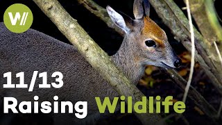 Cheetah, Honey Badger & Blue Duiker | Raising Wildlife (11/13) by wocomoWILDLIFE 633 views 5 months ago 26 minutes