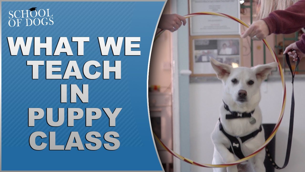 What we teach in puppy classes YouTube