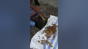 AKAR KUNING,kayu kalimantan,KAYU OBAT dari Kalimantan