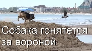 Собака гоняется за воронами. Анапа, 2016. Пляж, река Анапка. Собака гоняется за воронами. Анапа, 2016. Пляж, река Анапка.