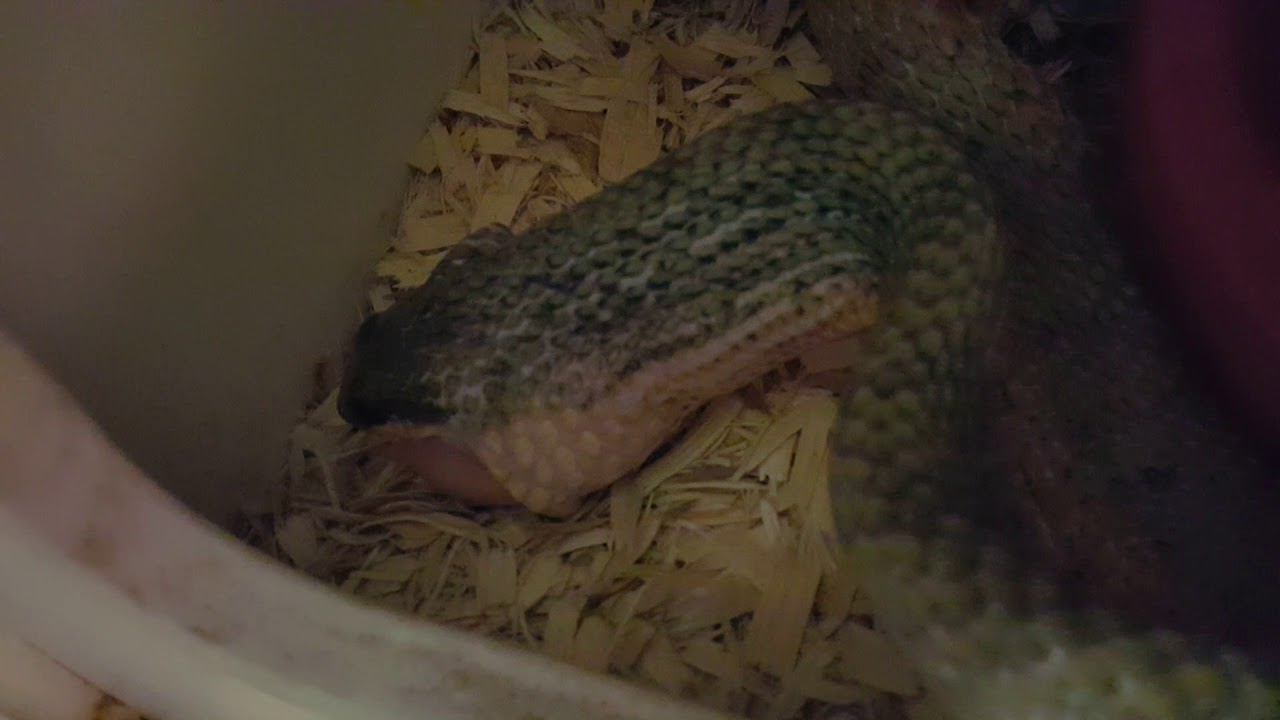 camera iphone 8 plus apk Phrynonax poecilonotus eating an egg