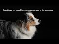Video: Purina Pro Plan Dog Skin & Coat+ Συμπλήρωμα Διατροφής σε Έλαιο 250ml