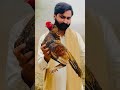 Sardar Muzamil Ballu Ka Aseel Murgha #aseelmurgha #murgha #aseelmurga #aseelmurga #ballu
