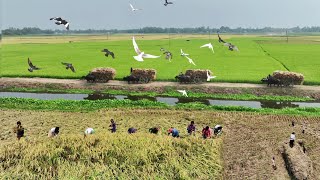 চলনবিলে ধান কাটার উৎসব || Harvest Festival in Chalan Beel || Panorama Documentary