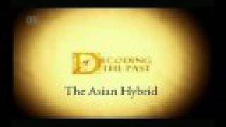 The Asian Hybrid - Aa 72Hr. Shootout