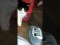 Tiffany cat going crazy の動画、YouTube動画。