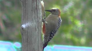 Beautiful woodpecker by Tamara Larissa Maslofski 202 views 10 years ago 1 minute, 2 seconds