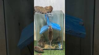 Best Mouse Trap Idea/Best Spinning Mouse Trap #Mousetrap #Mouse #Mousetrap2022