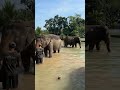 Beautiful elephants taking a bath travel thailand traveling world scenery animals