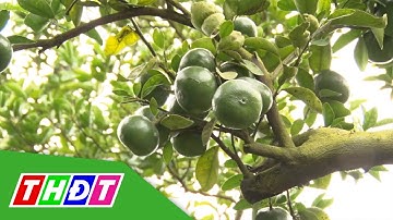 Nhà vườn chuẩn bị vụ quýt hồng phục vụ Tết | THDT