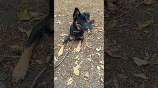 Отстань, моя палочка #собачки #собаки #щенки #питомцы #doglife #cutedogs #puppyplay  #runningdogs